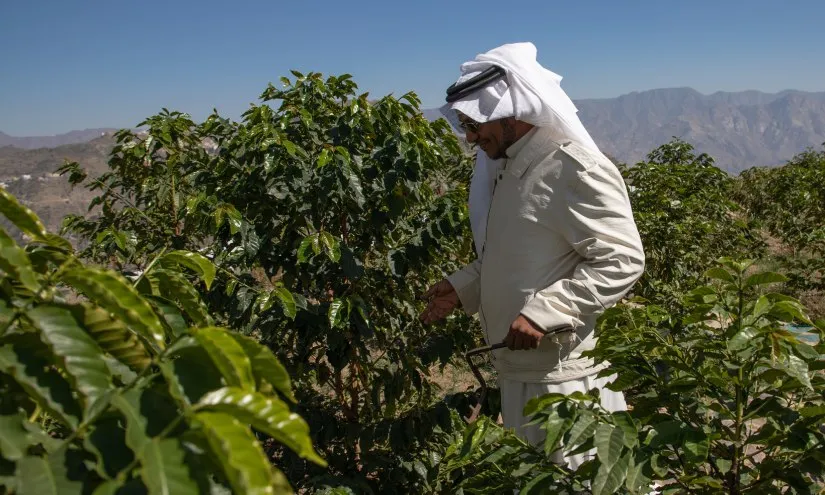 تنمية النجاح: الاستثمار الجريء للمملكة العربية السعودية في القهوة والسوق العالمية