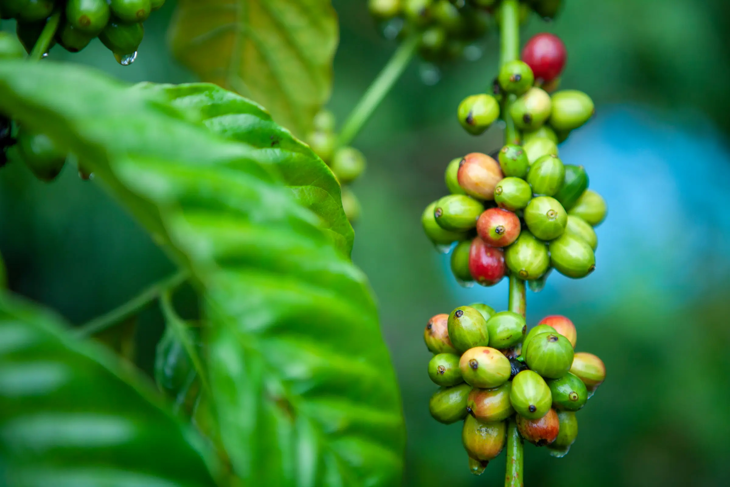 Transforming Global Coffee Production: WCR’s Comprehensive Approach to Strengthening Robusta Supply in 2023