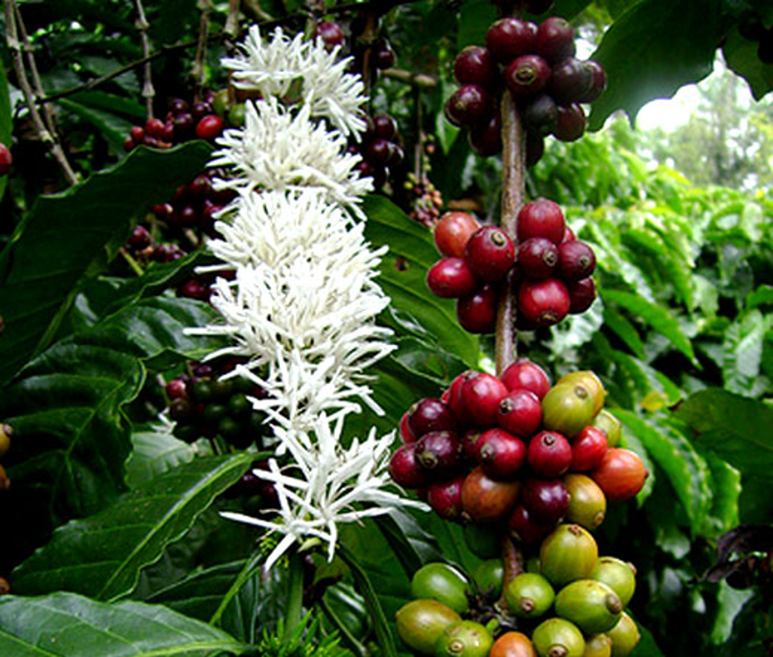 Top 10 countries in coffee production and consumption