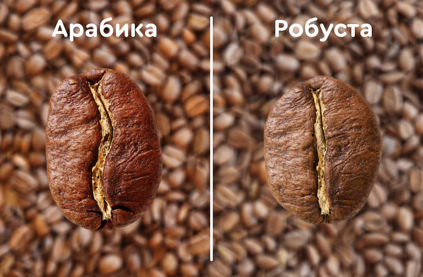 Comprehensive Comparison Between Arabica and Robusta Coffee and Which One is Suitable for You!