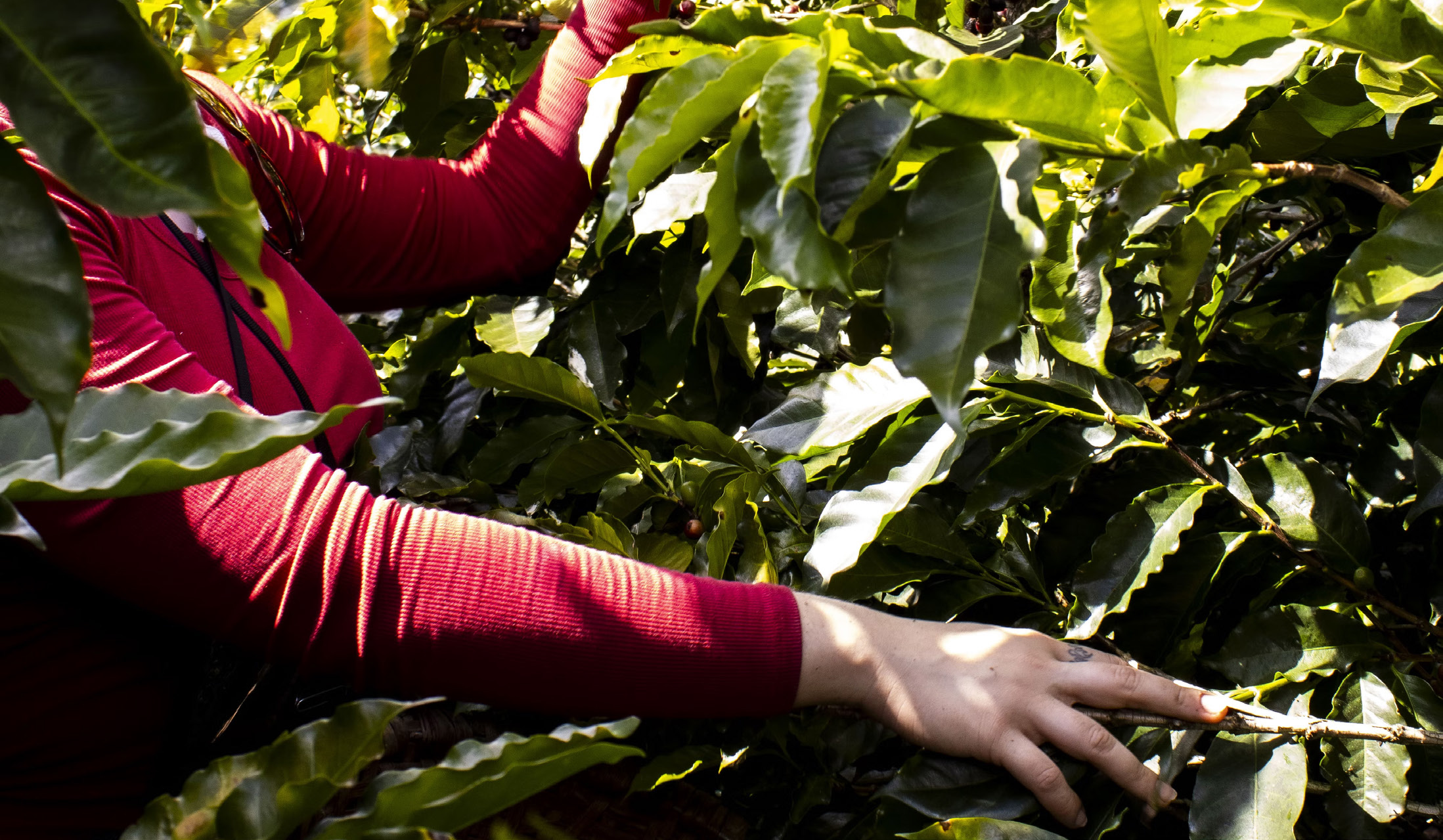 Circular Economy: Is the Coffee Industry Ready for a Sustainable Shift?