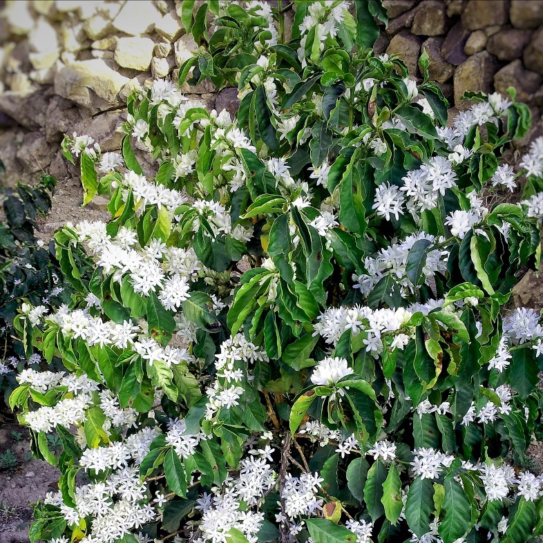 The Story of Coffee’s Aromas: A Dance Between Nature and Craftsmanship