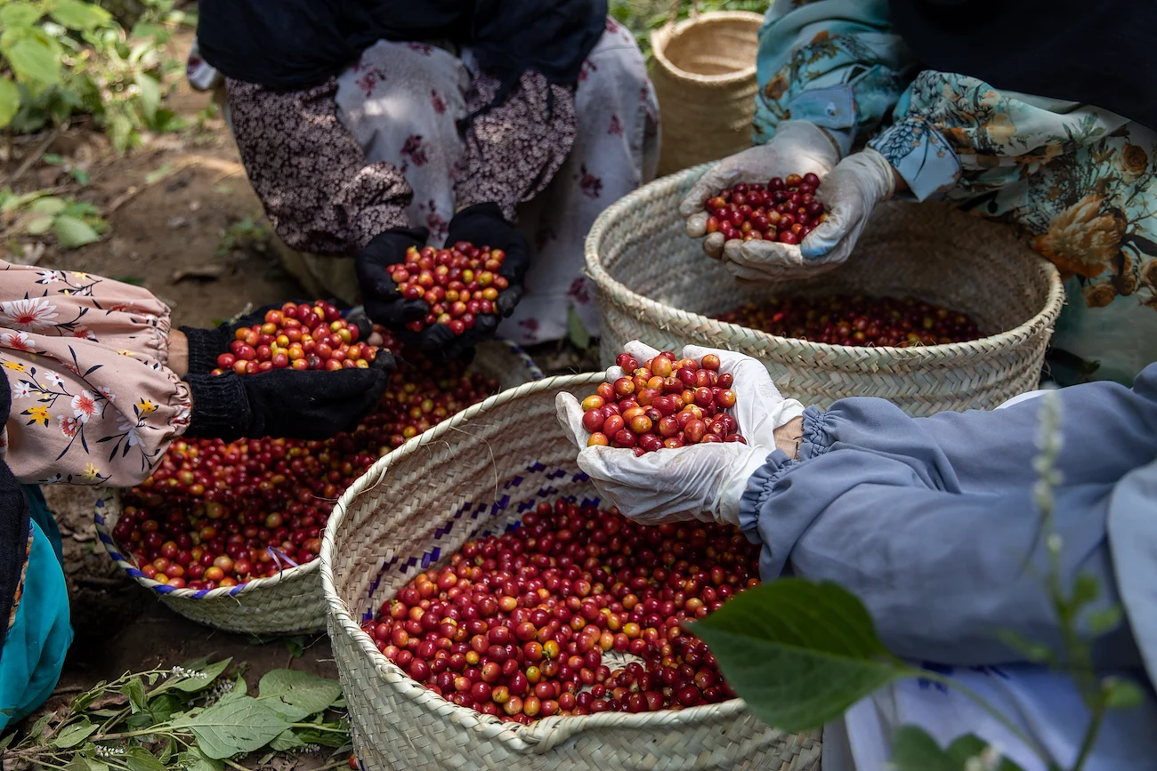 Preserving Yemeni Coffee: How Climate Resilience Initiatives Are Securing a National Legacy