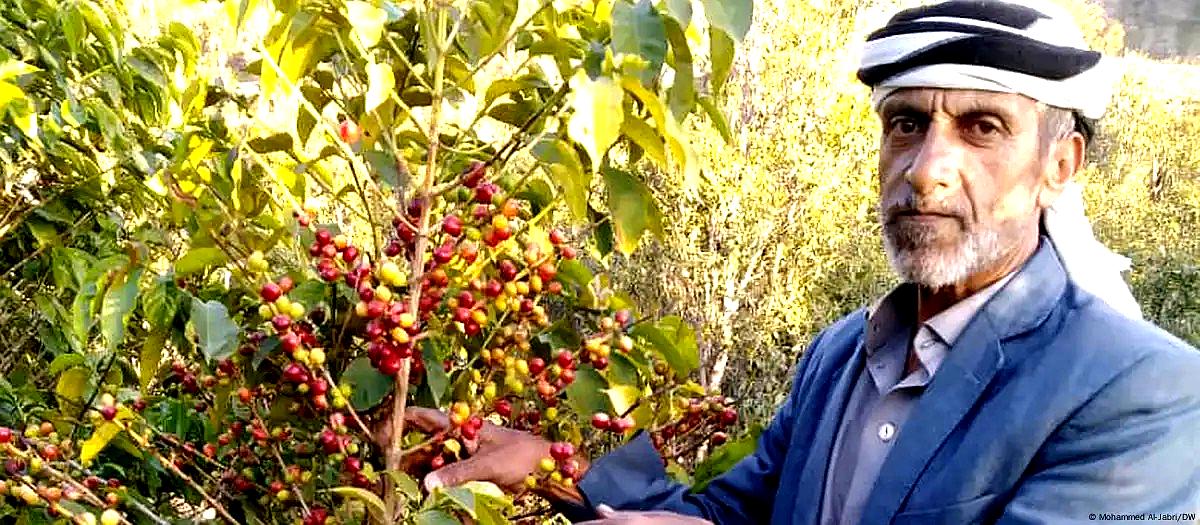 اليمن.. زراعة القهوة على حساب القات – الحلم الممكن وسط التحديات