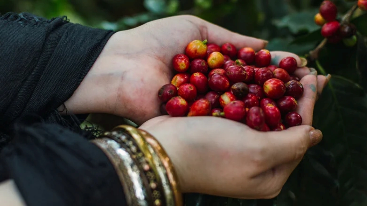 Mexican Coffee: A Tale of Rich Heritage and Unique Flavors