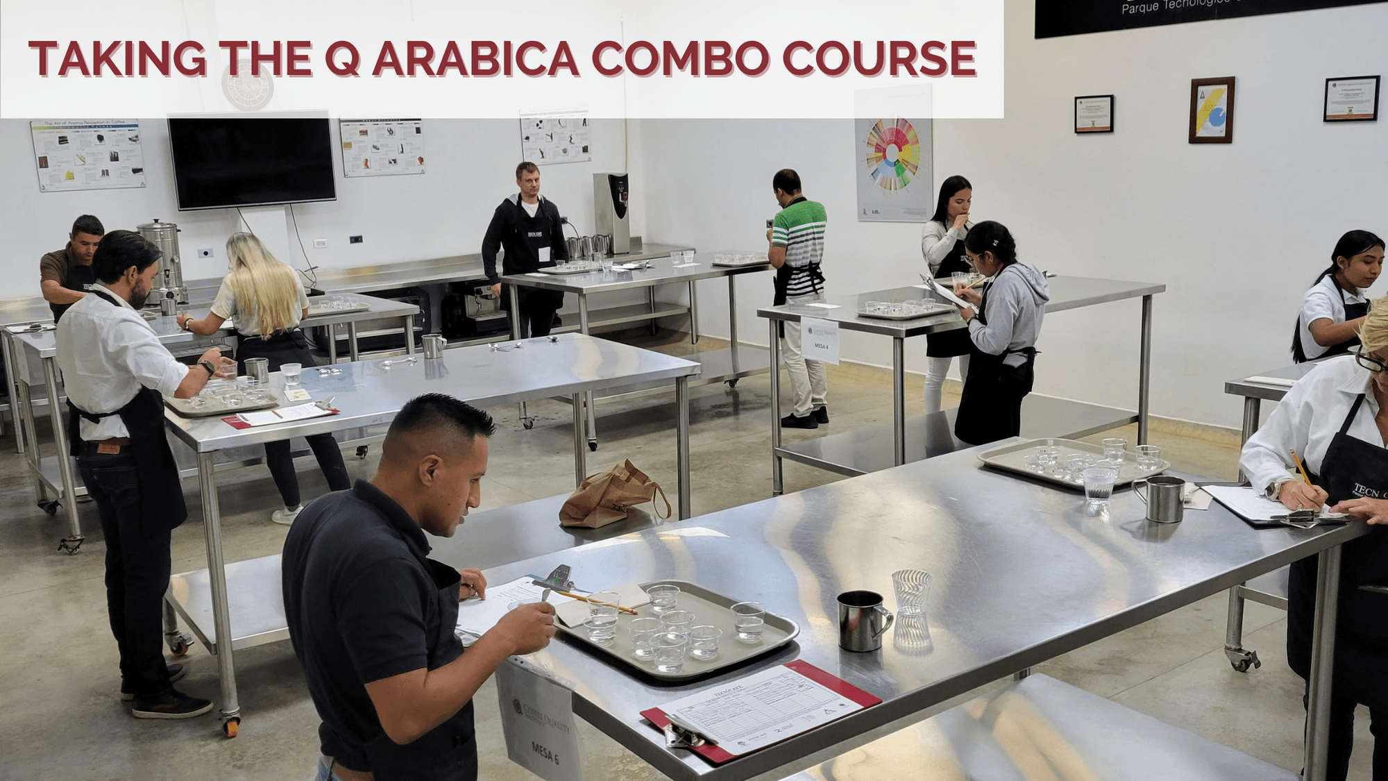 مهارات معهد جودة القهوة في العمل.. تقييم نضج المحصول في إنتاج القهوة