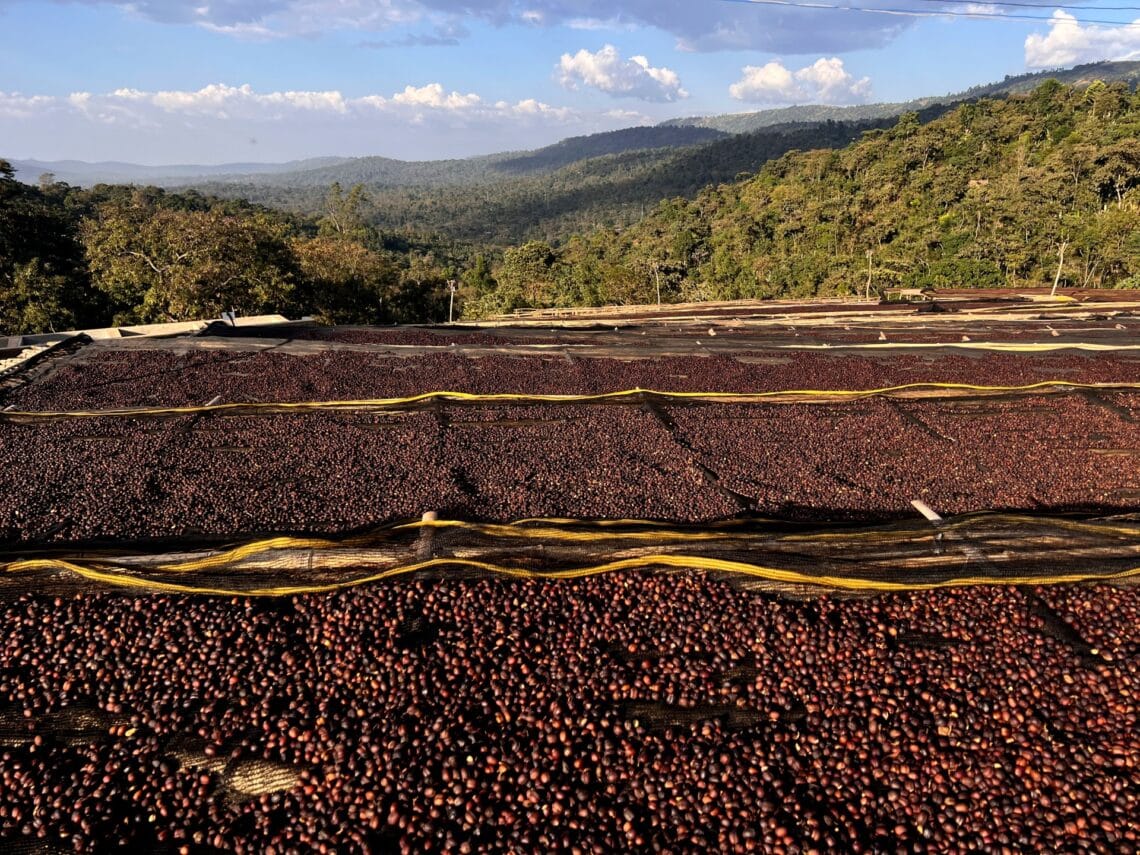Historic Record Set at Ethiopia’s First Signature Coffee Auction
