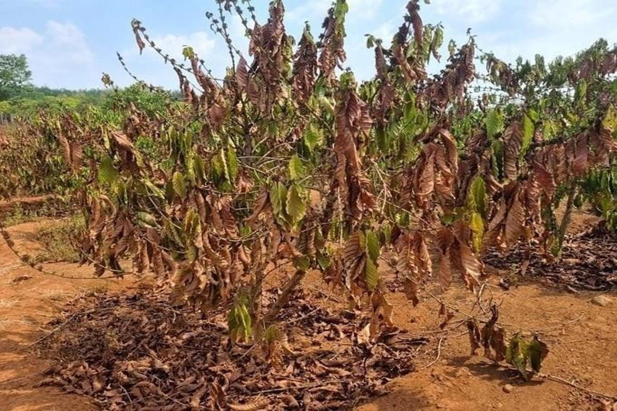 Brazil’s “Water-Producing Coffee” Leads Sustainability Shift