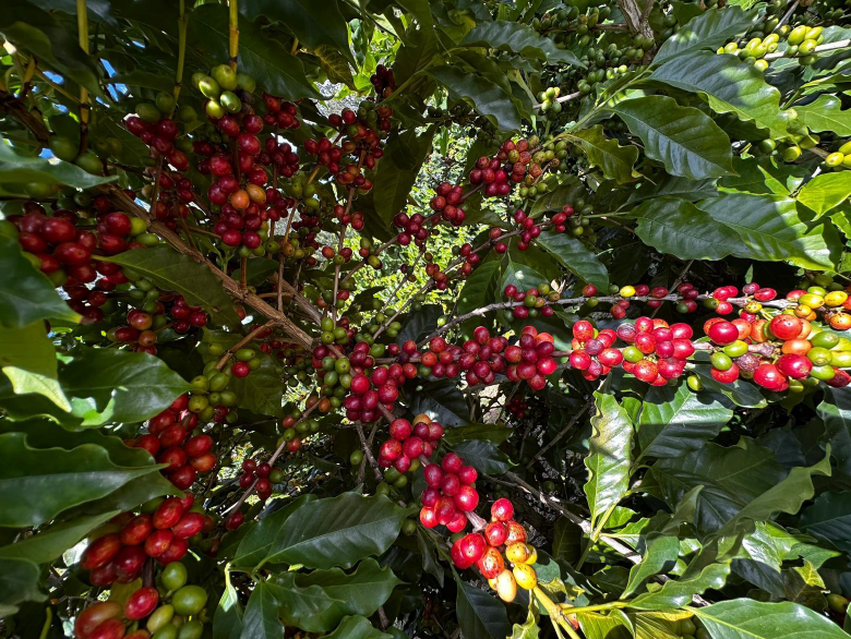 Coffee Prices Plunge on Rain Forecasts for Brazil