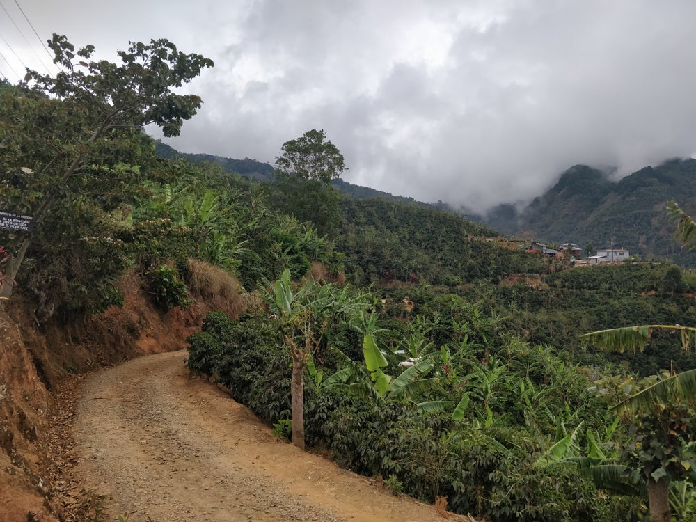 First Look at the Central America Coffee Harvest 2025 / 2026