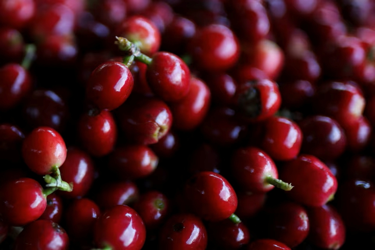 Coffee Prices Plunge as Trump Removes Tariffs on Brazilian Products