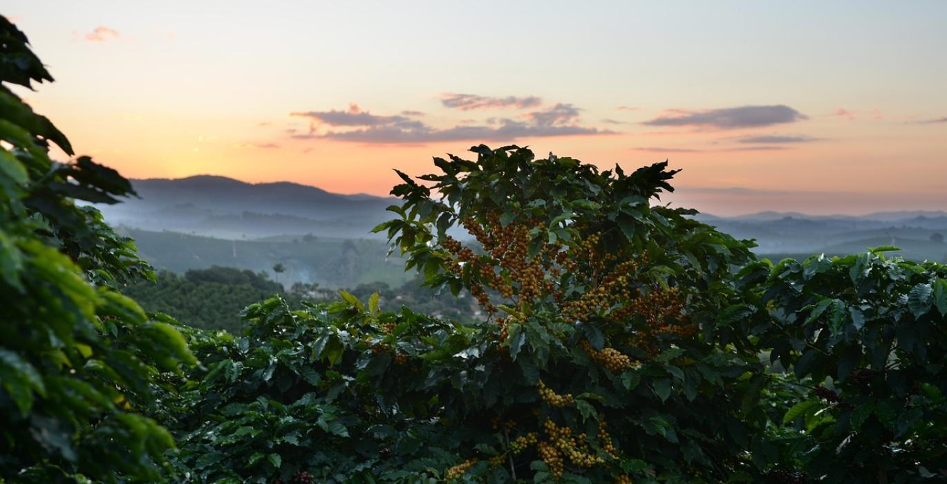 Weather Extremes Drive Coffee Prices to New Highs