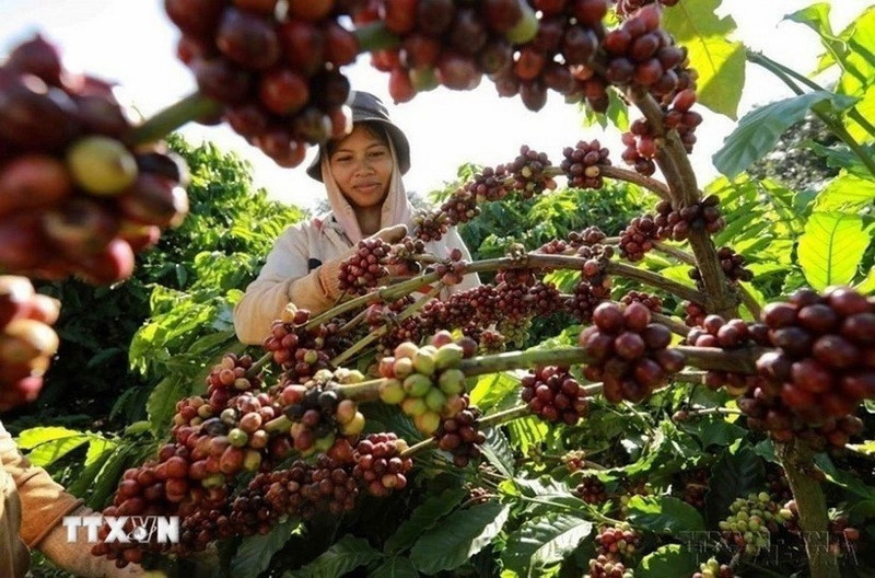 Vietnam’s Coffee Exports Could Surpass 8 Billion USD in 2025