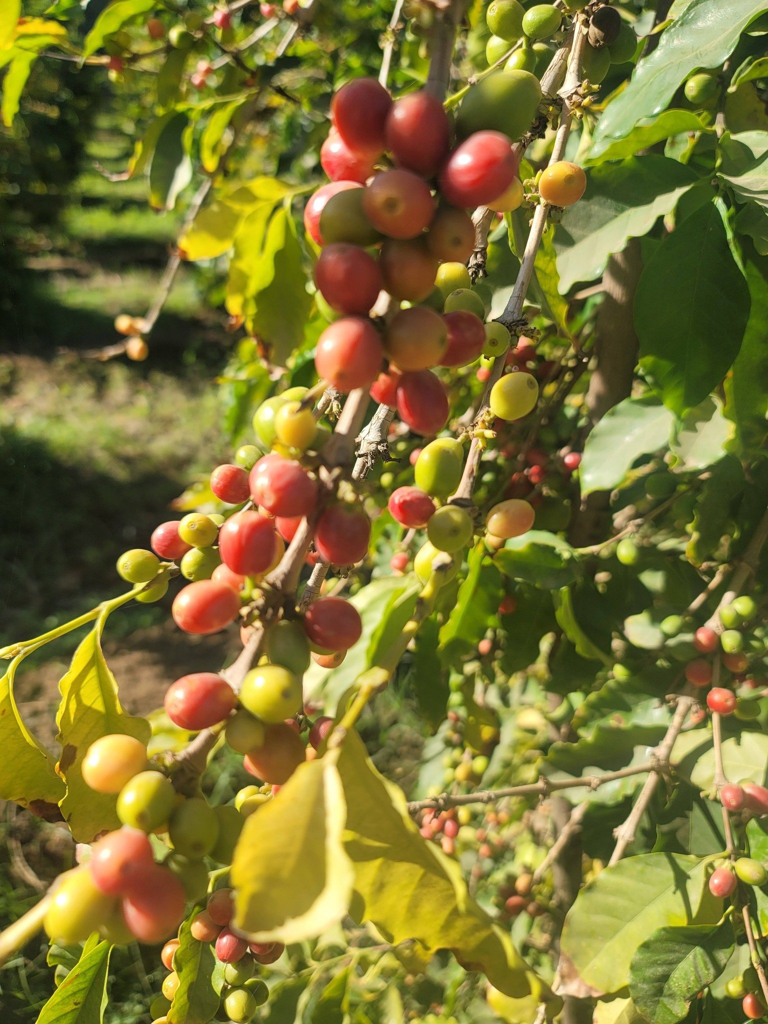Arabica Coffee Prices Rise as Brazil Ships Fewer Beans