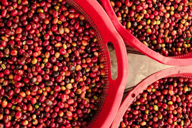 The New Frontier of Flavor: Co-Fermentation and the Ethics of “Infused” Coffee