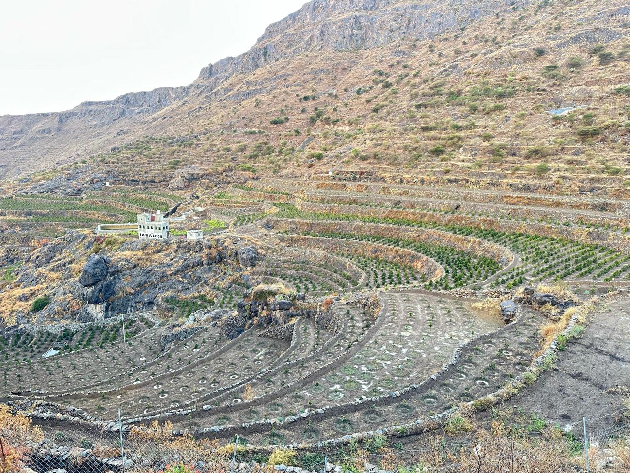 Haraz: Where Mountain Agriculture Shapes the Character of Yemeni Coffee