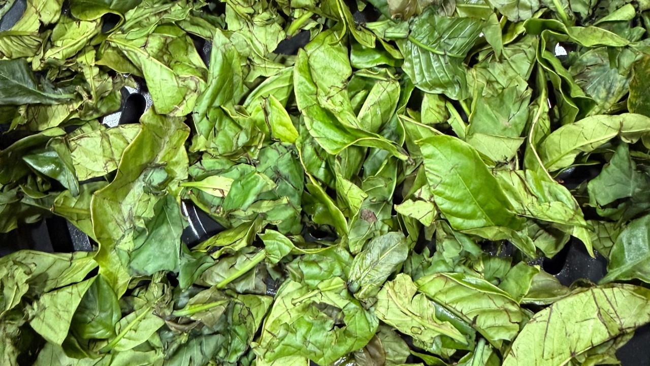 The Coffee Leaf’s Second Life