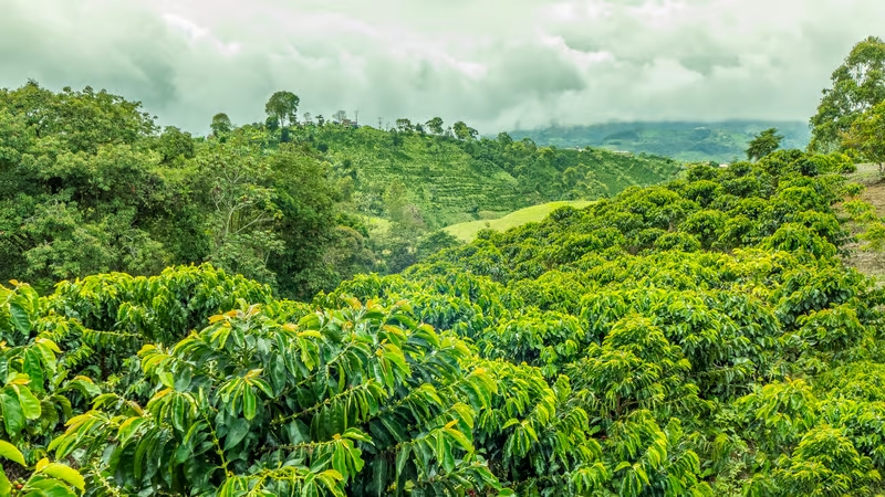 Minas Gerais Rains End Speculative Fever and Topple Global Coffee Prices