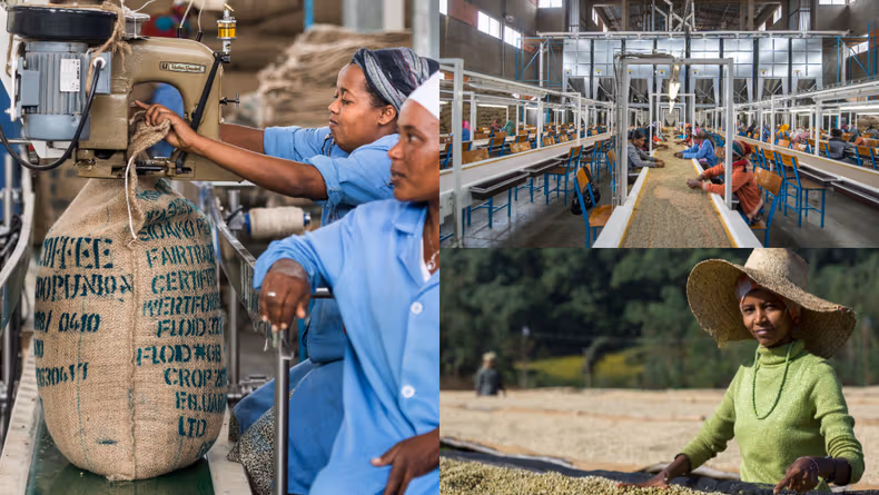 Ethiopian Coffee Lifts Russia Trade to $435m in 2025 Surge