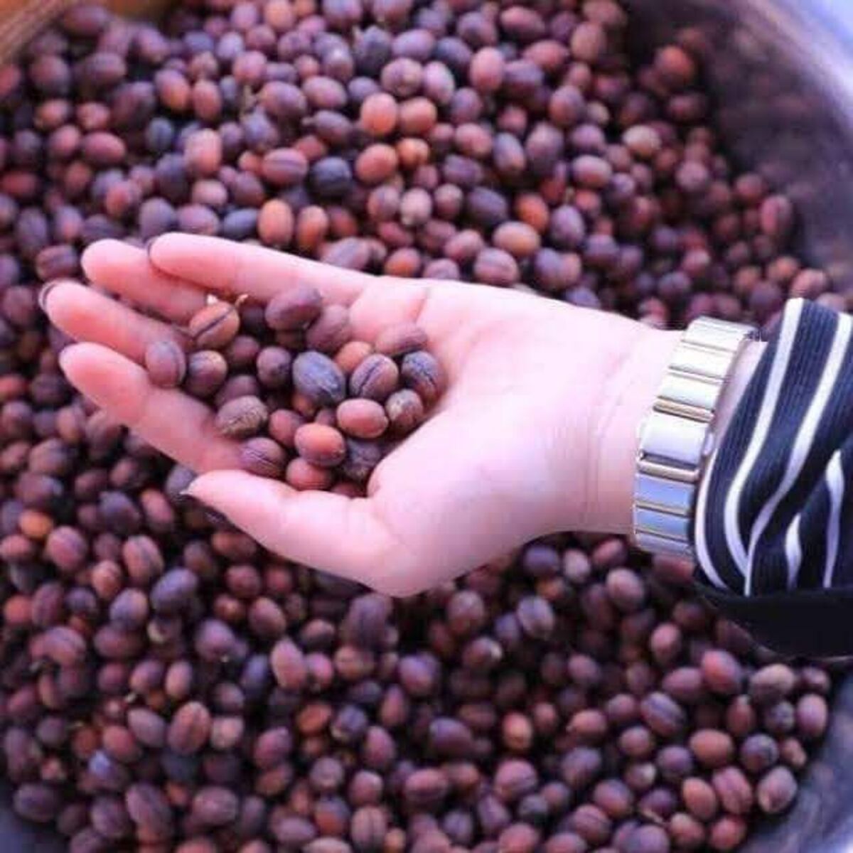 أسواق القهوة ترتفع وسط اضطرابات الشحن في الشرق الأوسط