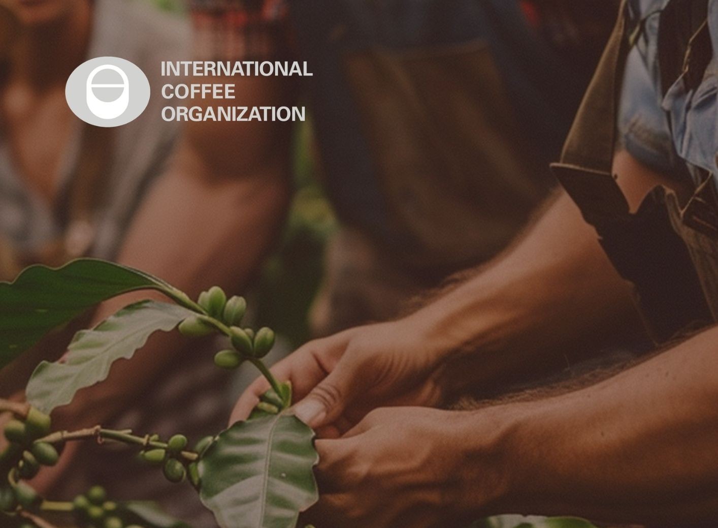 International Coffee Organization Releases 2024/25 Annual Report