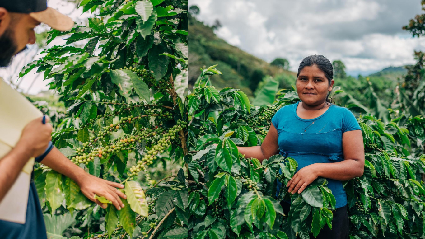 Climate Pressures Affect All Coffee Producers, But Their Adaptation Capacities Vary Shockingly