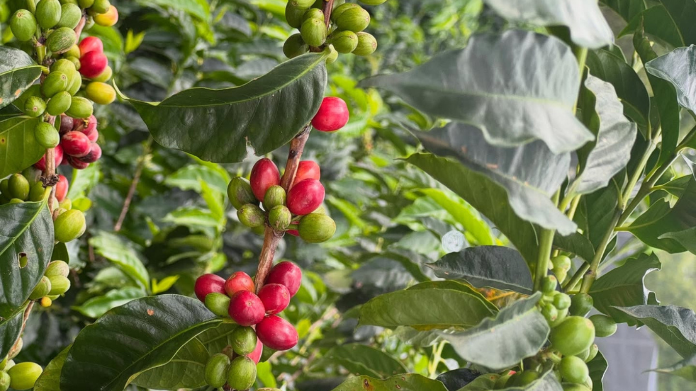 International Coffee Organization Releases Coffee Market Report for May 2026