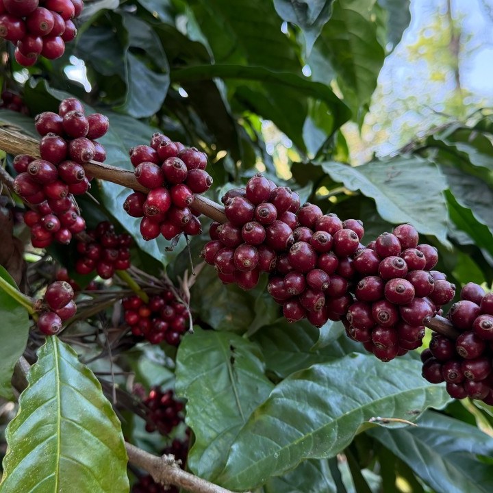 USDA Report: Record World Coffee Production in 2026/27