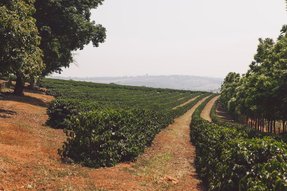 Brazil Coffee Harvest 2026 Faces Delays
