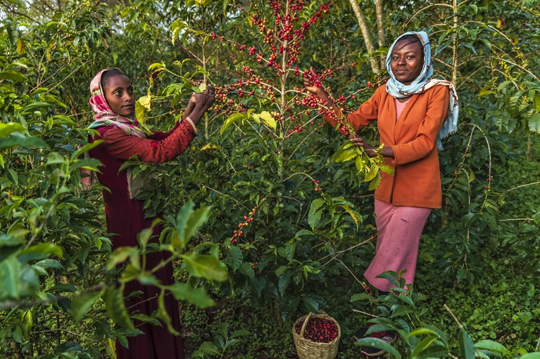 Coffee Is Under Threat: How Scientists Are Fighting to Save It from Extinction