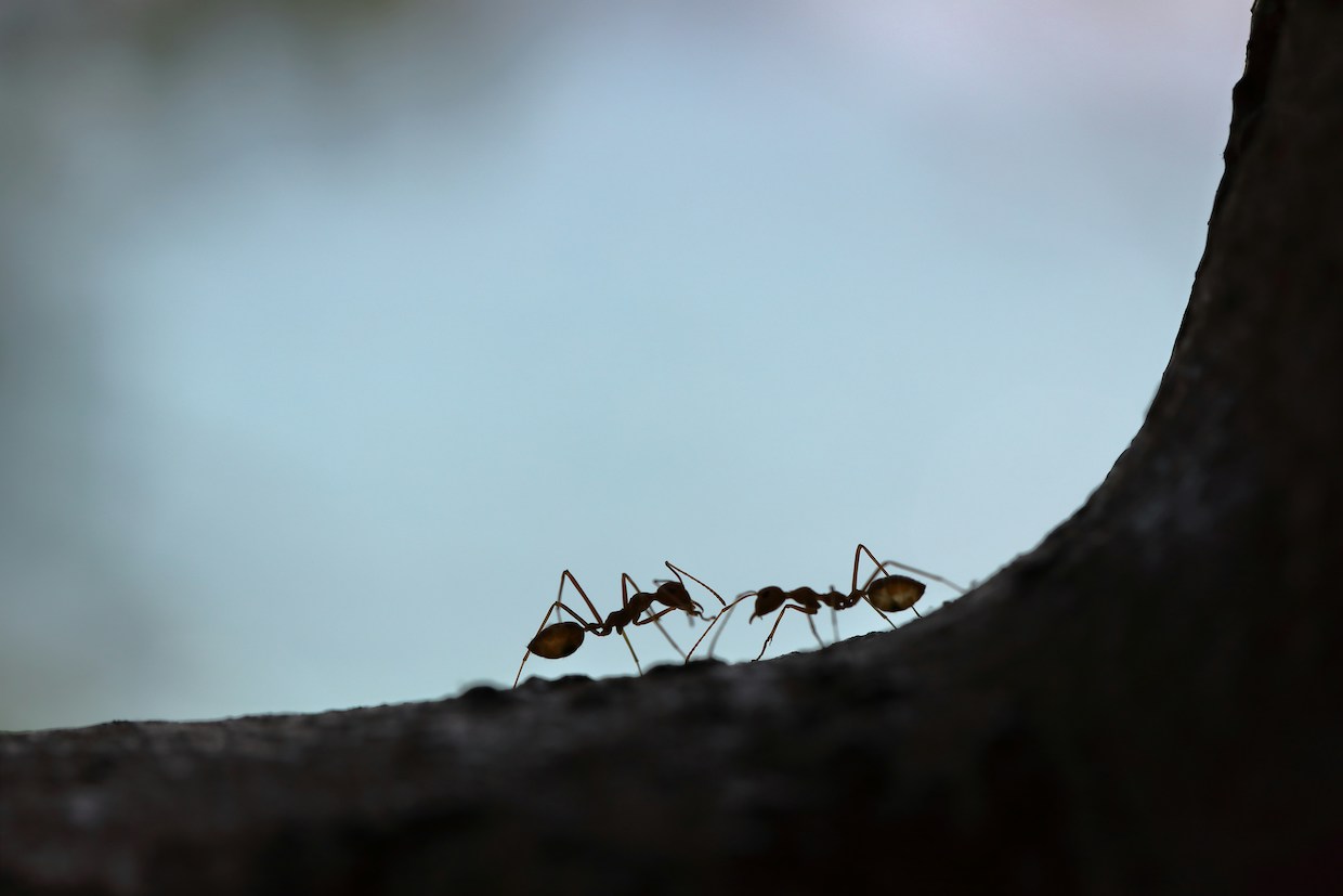Study Finds Ants May Help Suppress Coffee Berry Borer