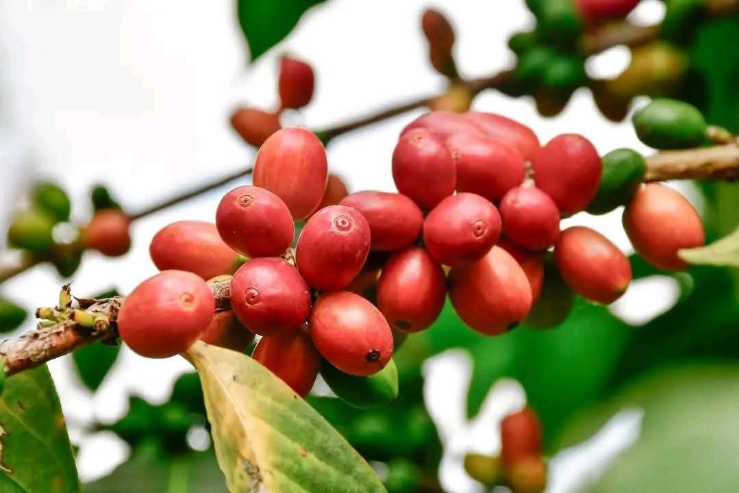 Ethiopia’s Golden Opportunity in the Global Coffee Market